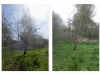 baum_vornachher